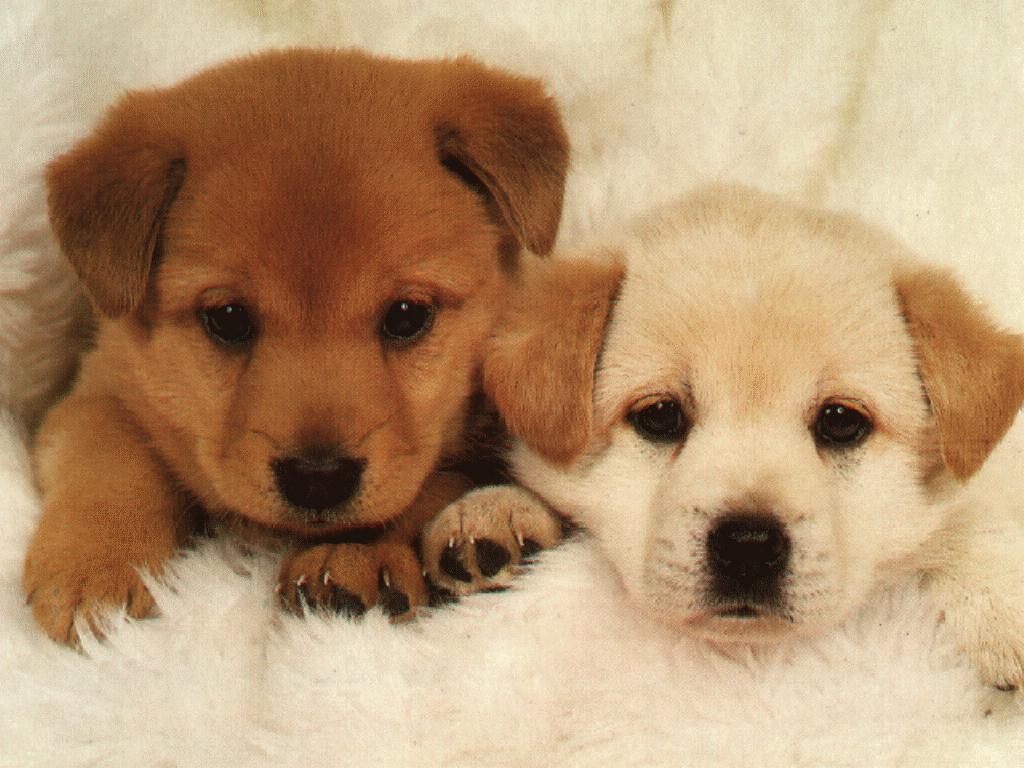 Cute puppies.jpg